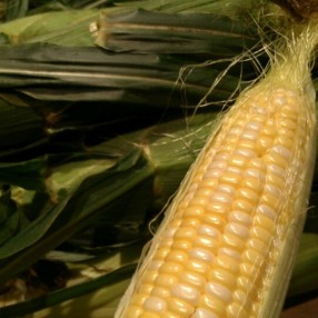 Midwest Sweet Corn
